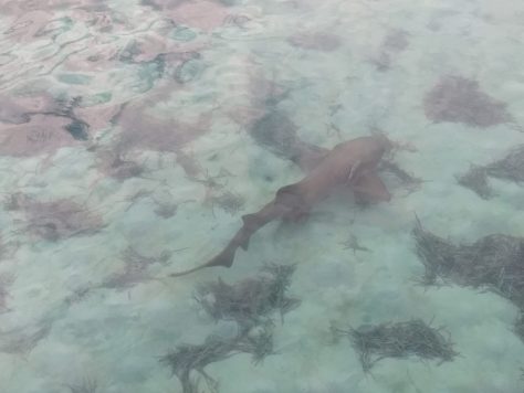 Bimini island And Cat CAYs. photograph 16